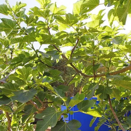 Semesterbostad Mirto House Torre Pali